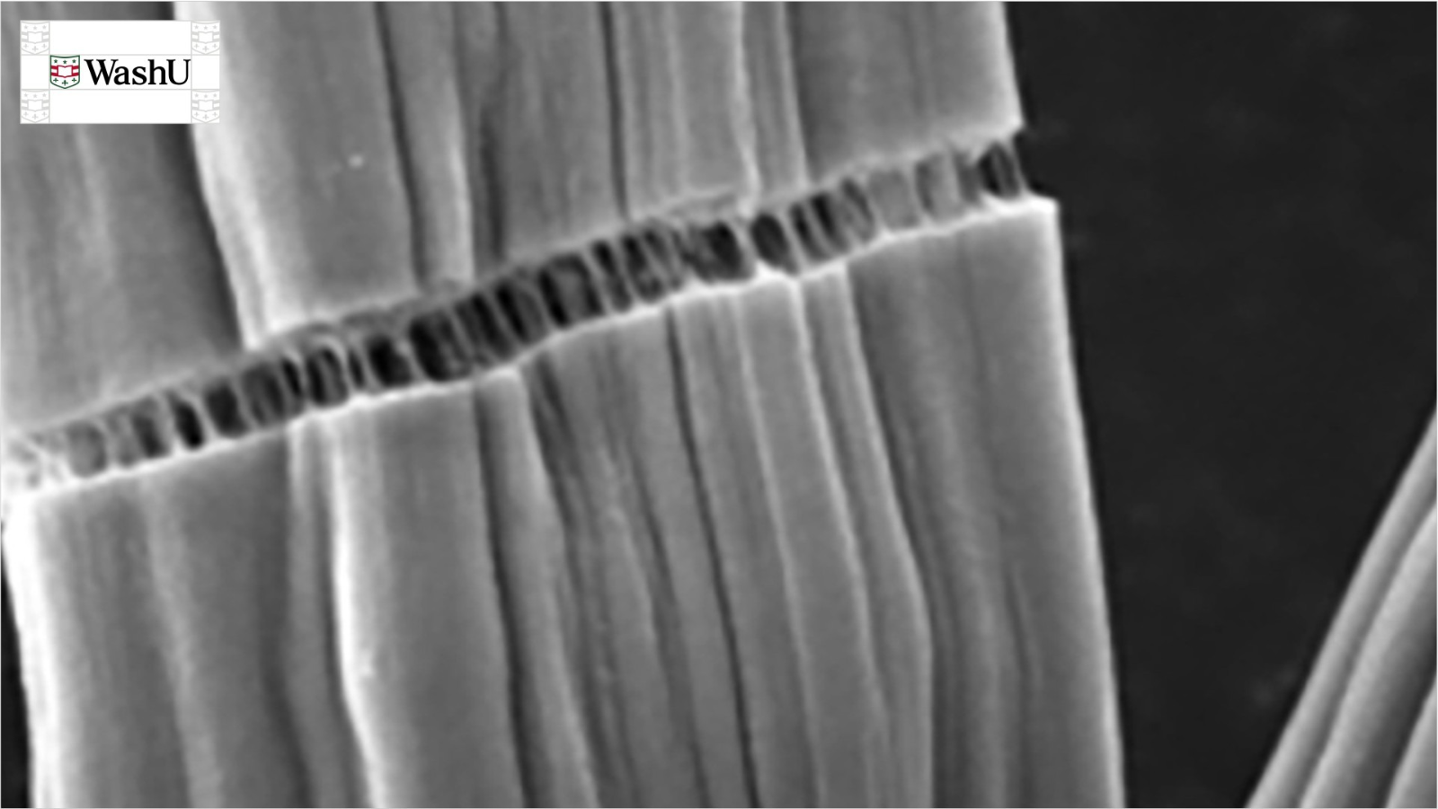 WashU Develops Lignin-Based Renewable Carbon Fiber With Carbon Nanotube Reinforcement